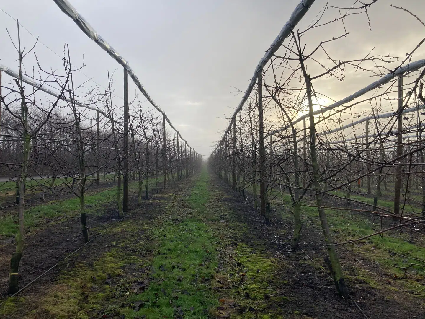 Bernd Grieses frugtplantage i Skælskør har blandt andet leveret saft og bær til Harboes afdelinger i Tyskland og Estland.