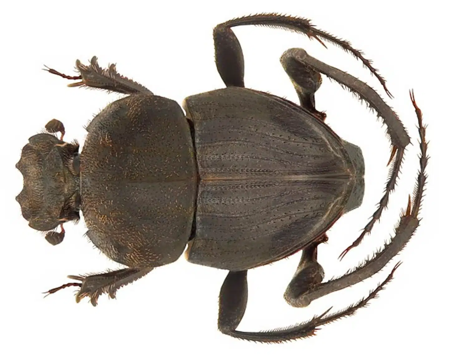 Foto: Wikimedia Commons