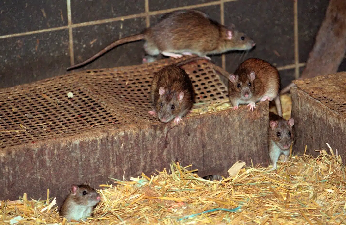 I området Vanløse, Brønshøj-Husum, Emdrup, Utterslev blev der i 2022 indrapporteret 2.152 episoder på et år, hvilket var markant flest i kommunen.